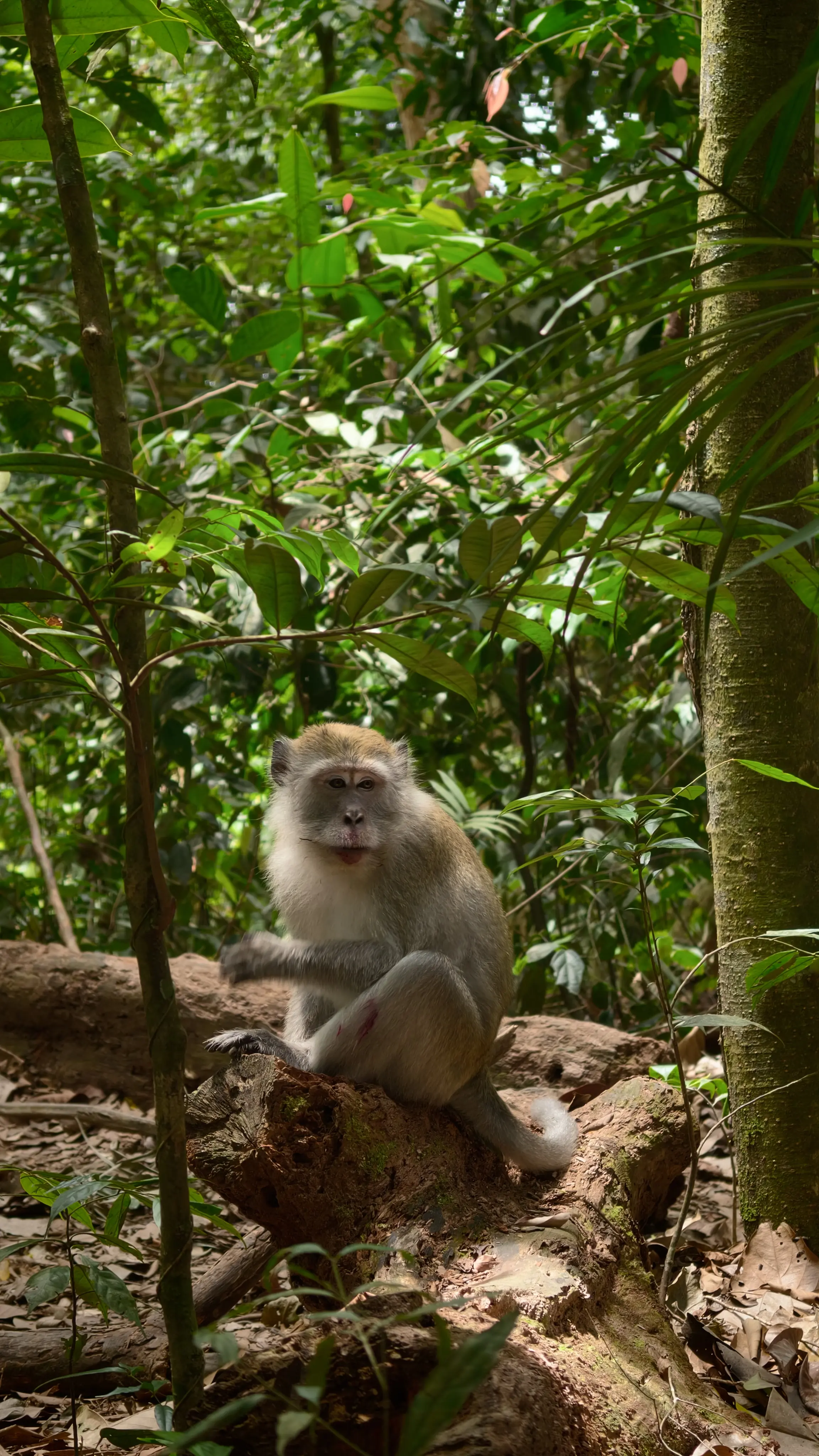 Macaque monkey sitting on a fallen tree trunk in the jungle