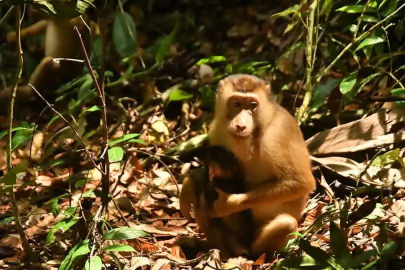Macaque monkey sitting among fallen leaves on the forest floor, cradling her baby