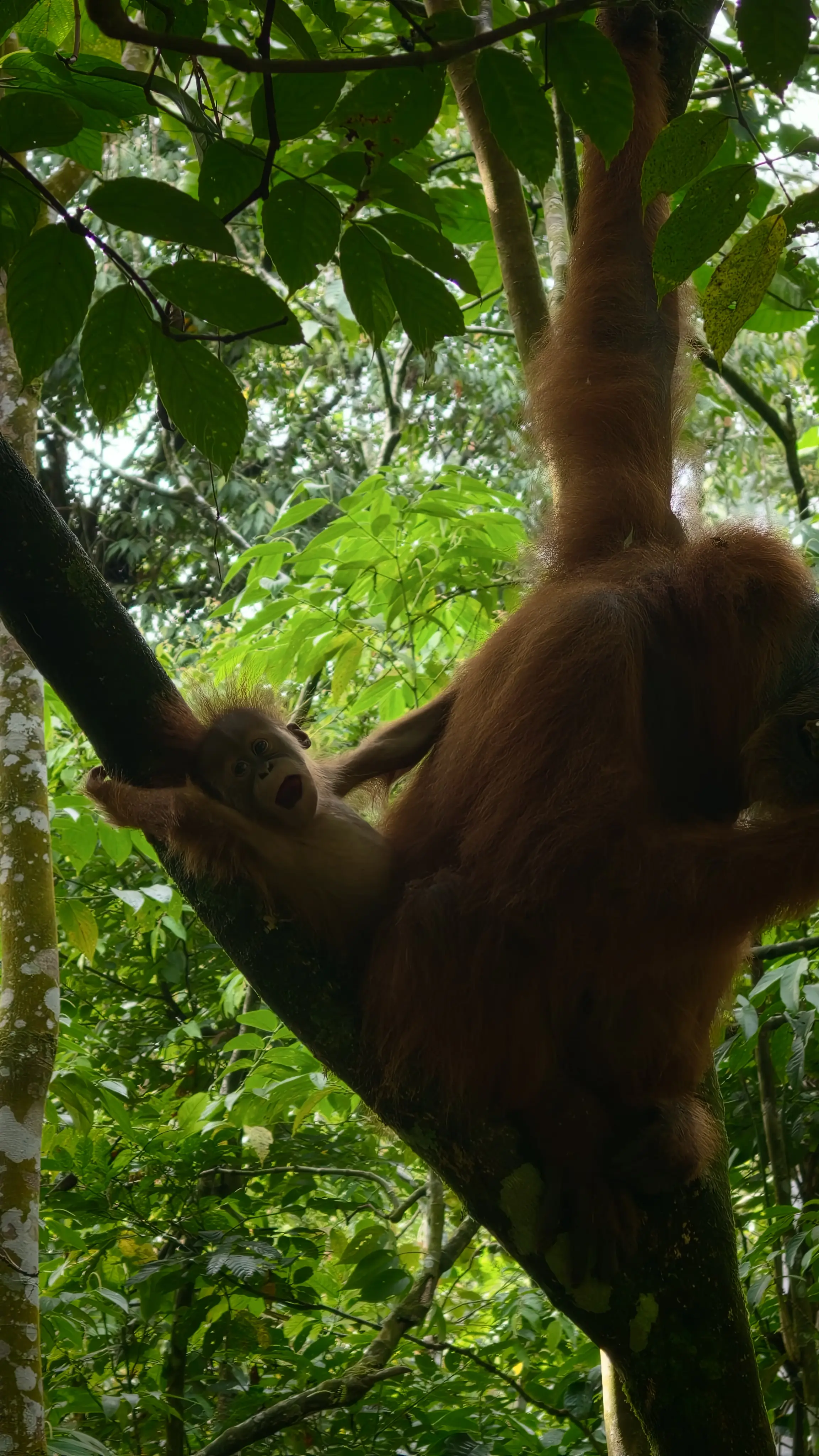 Orangutan hanging in the canopy with her baby clinging to her belly