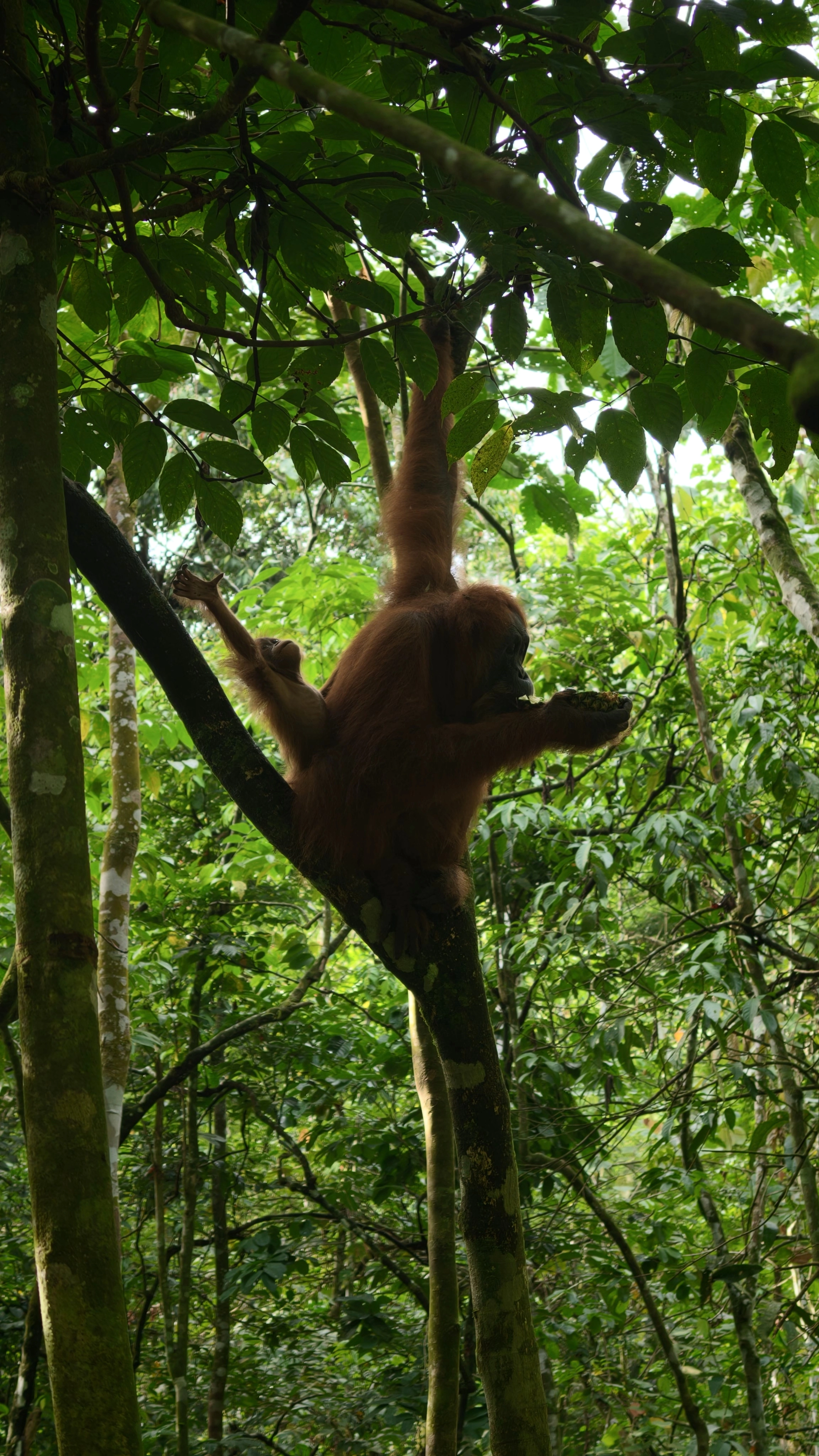 Orangutan reaching up into the canopy for food while her baby clings underneath