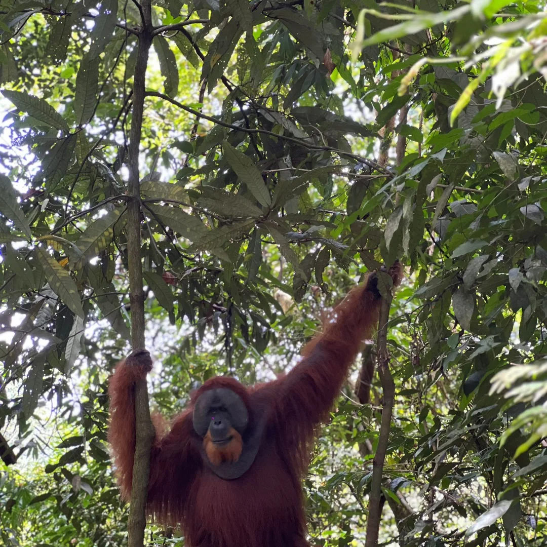 Orangutan hanging from a vine in the canopy, reaching upward