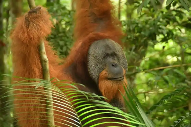 Close-up of an orangutan's face peering through palm leaves in the jungle