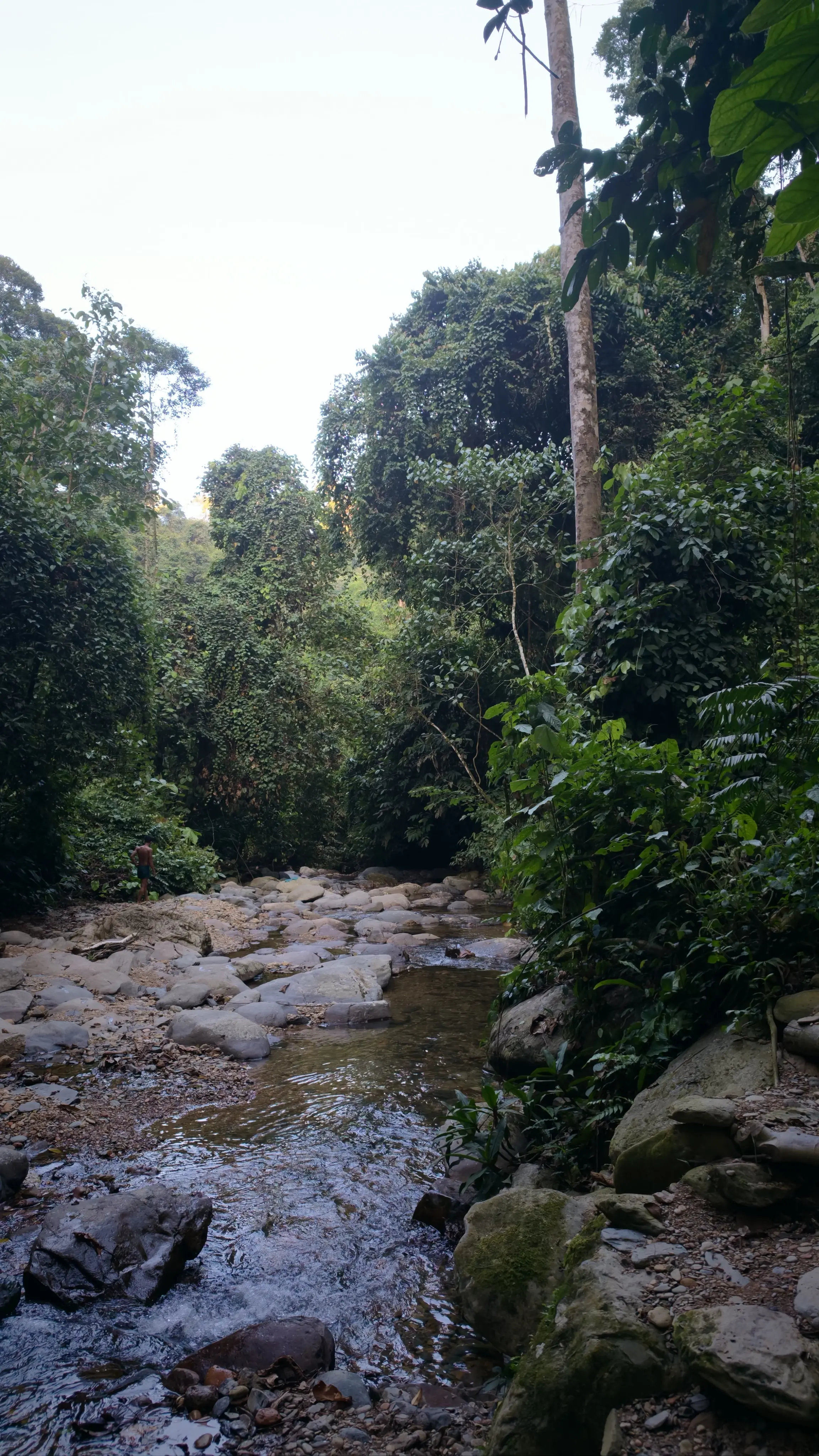 Rocky jungle river winding through dense rainforest, with a person standing on the rocks in the distance