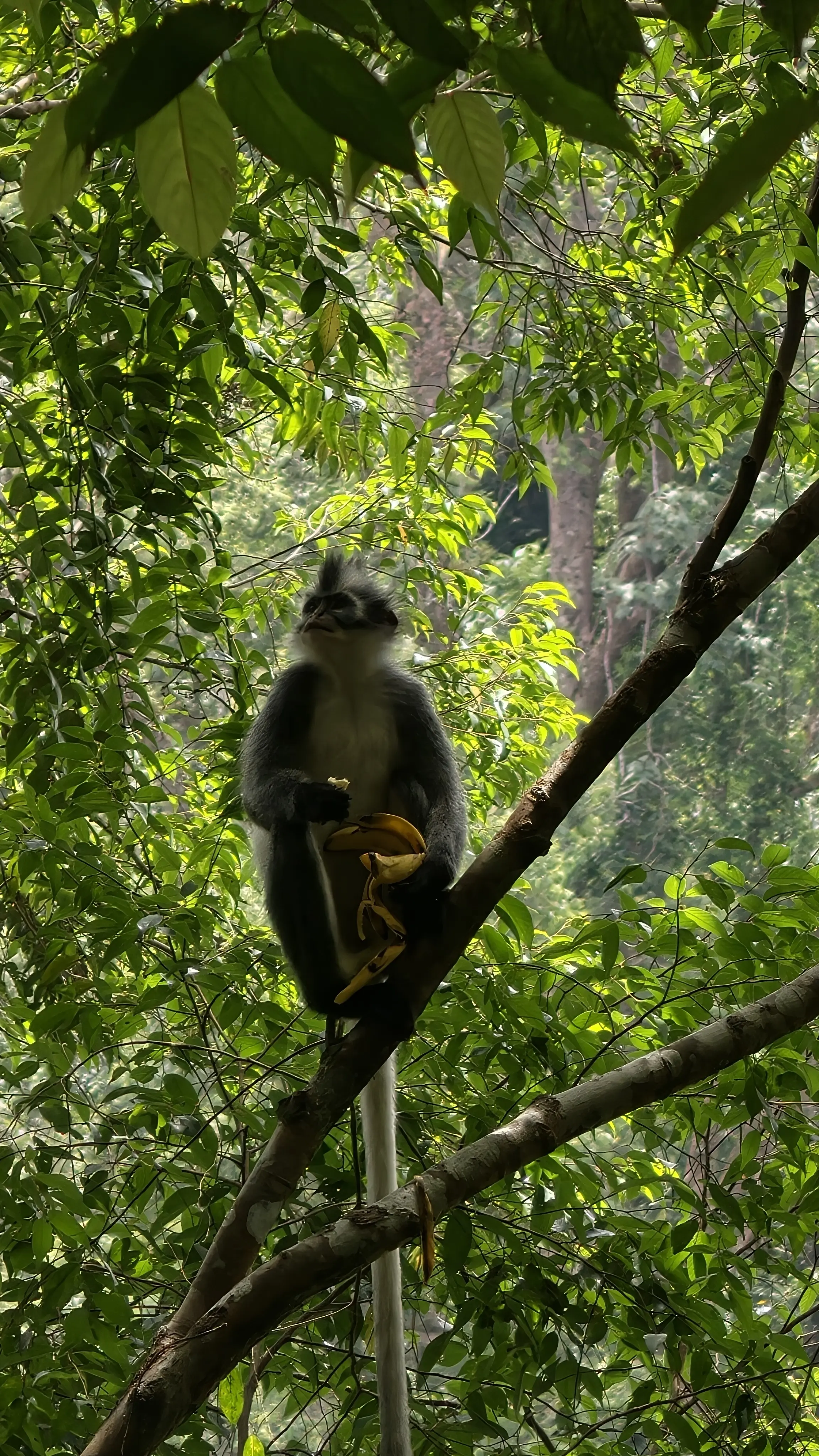 Thomas monkey sitting on a branch eating a banana in the jungle canopy