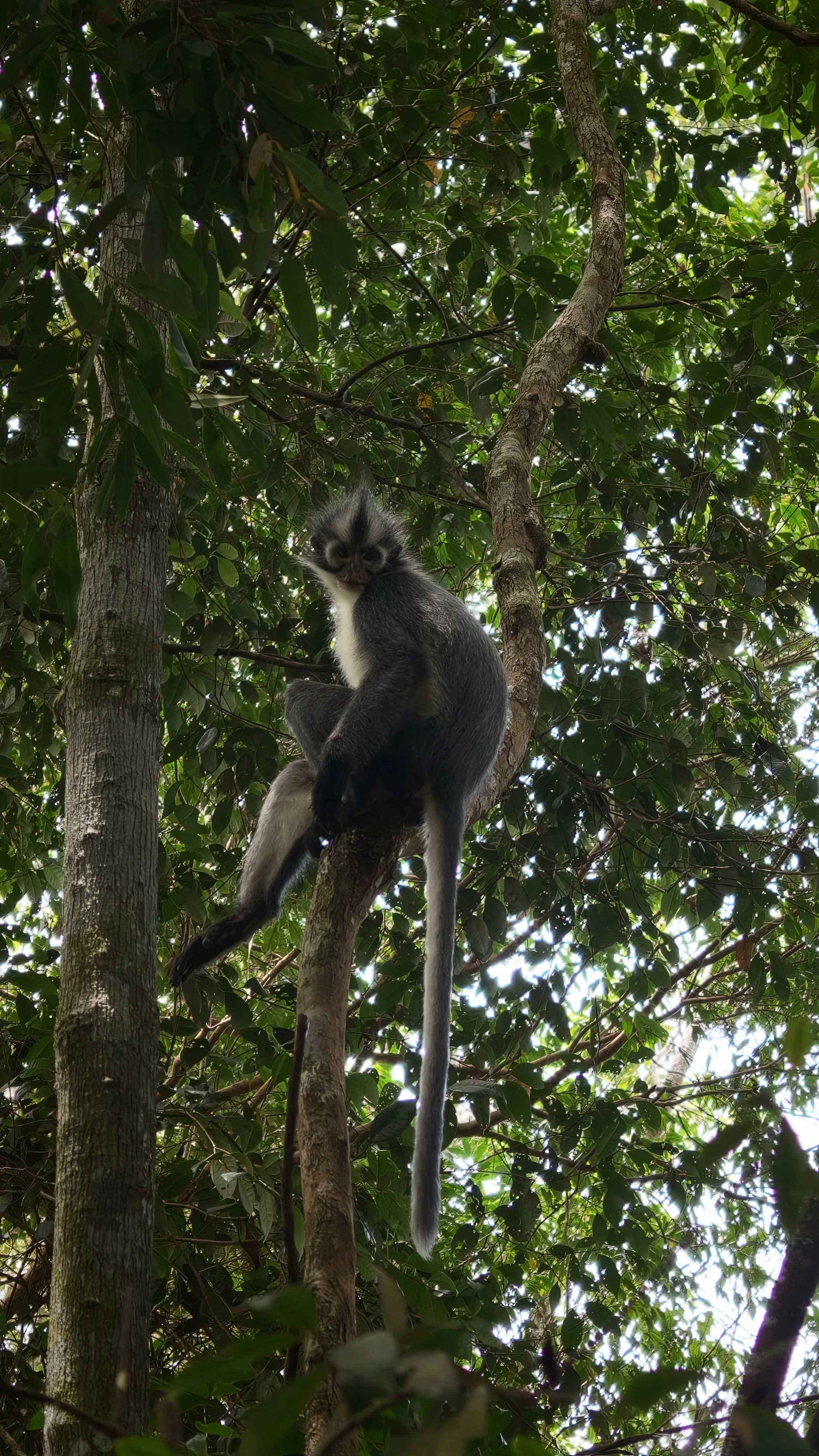 Thomas monkey sitting on a branch with its long tail hanging down