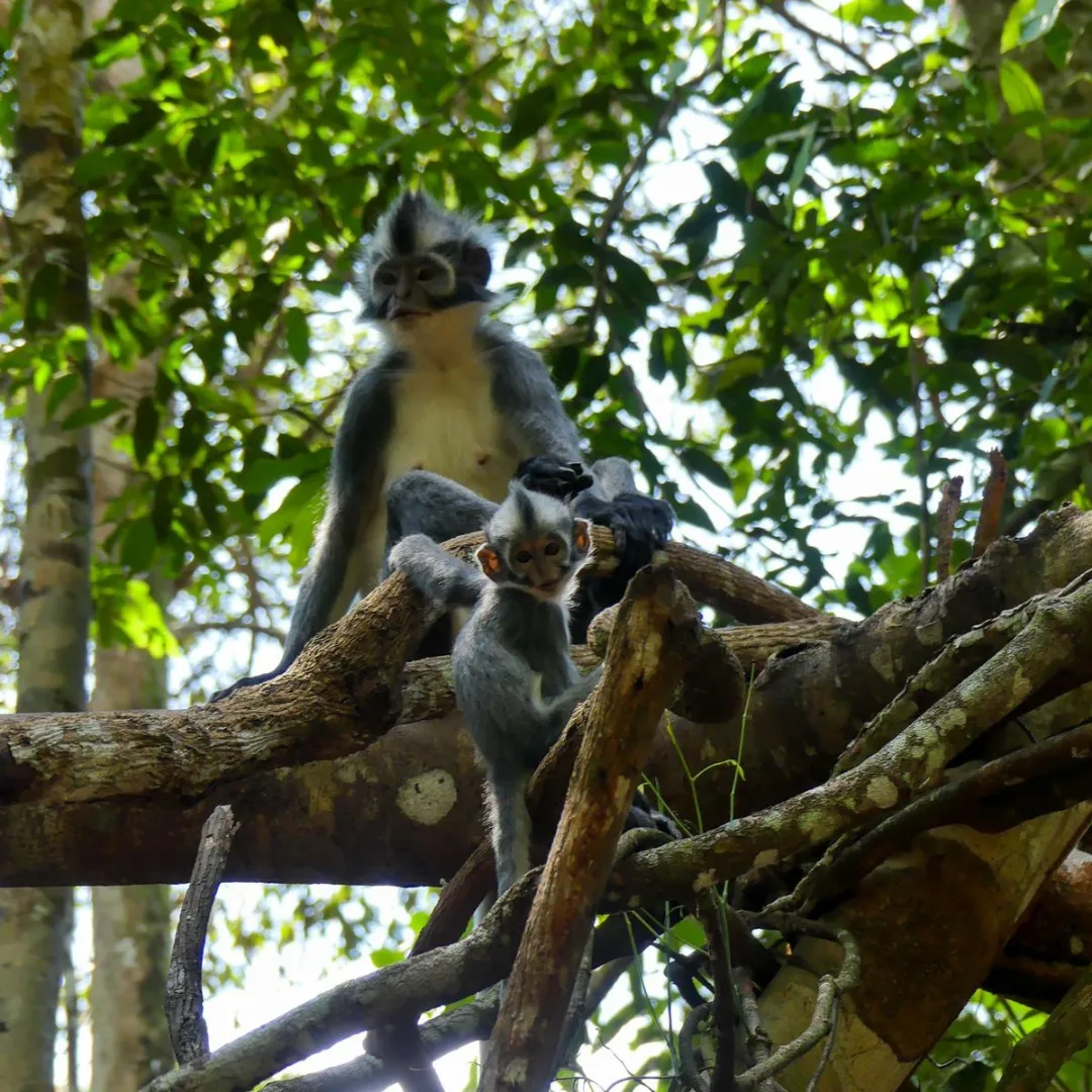 Thomas monkey sitting on a branch with her baby beside her
